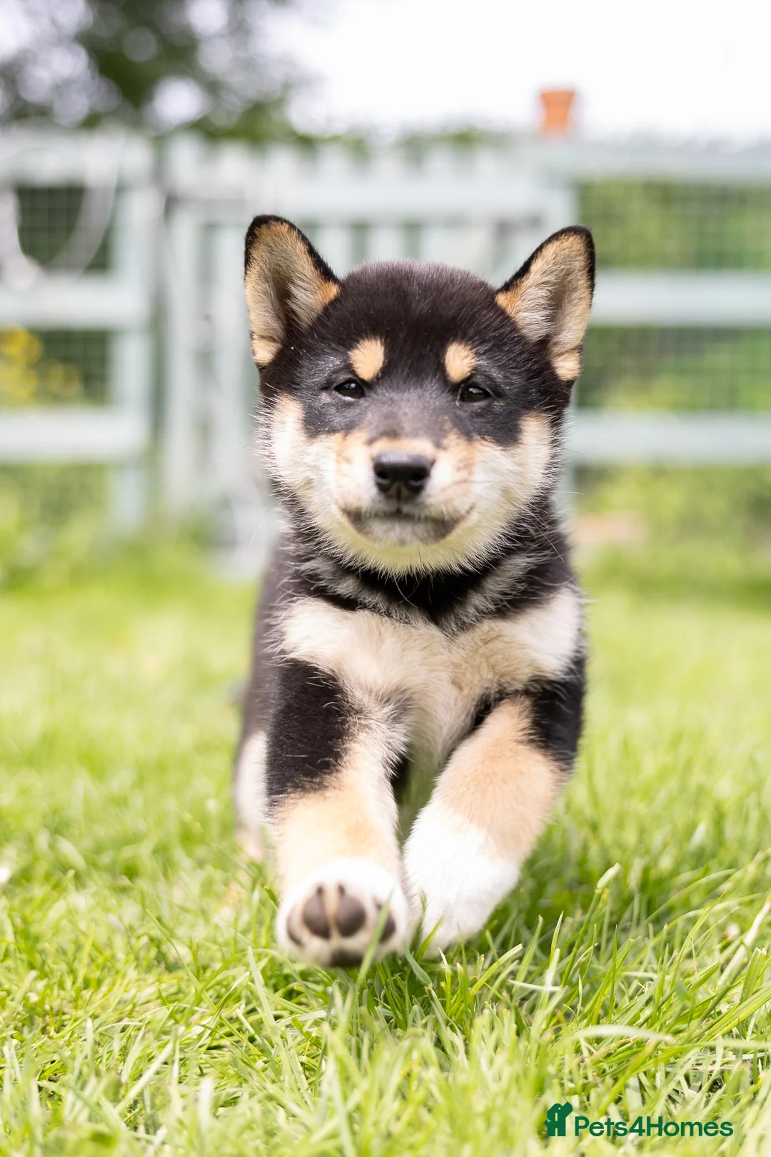 Japanese Shiba Inu dogs for sale: READY NOW Exclusive Japanese Shibas Puppies  🇯🇵 - Advert 2