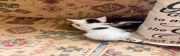 Mixed Breed cats for sale: Seven beautiful kittens that need new homes - Advert 8