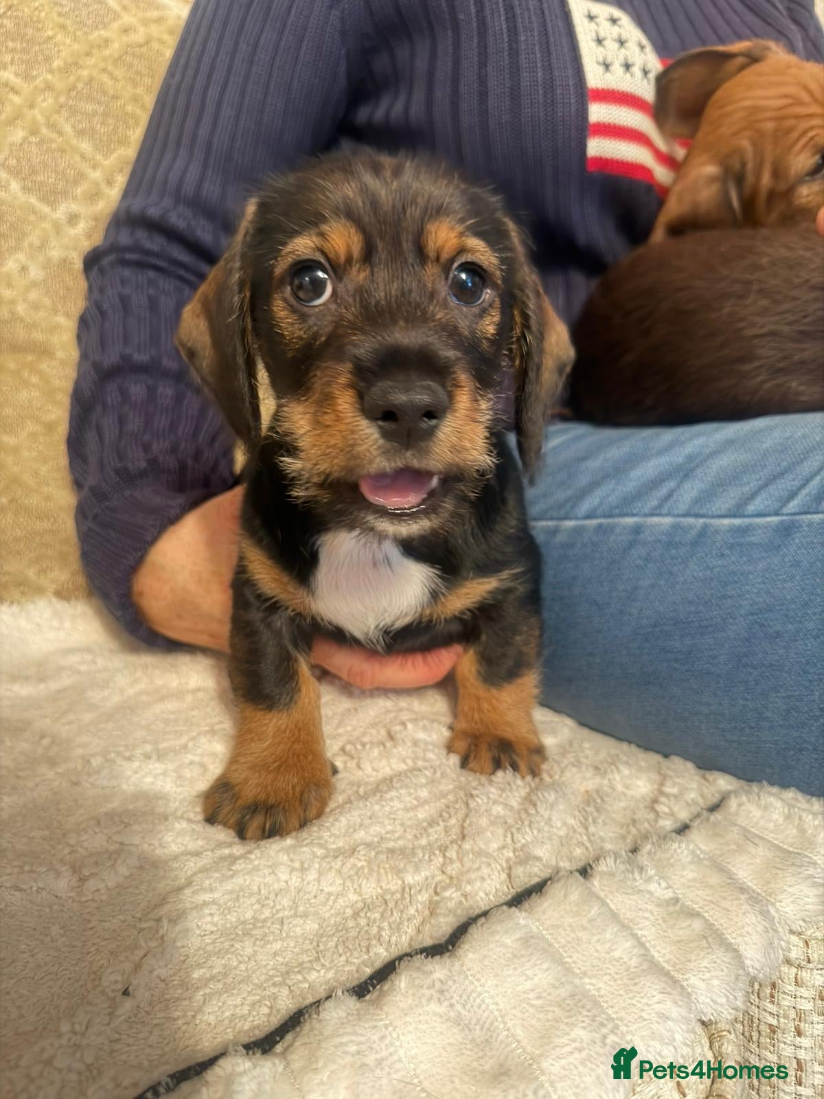 Dachshund dogs Tekel (wire haired dachshund) READY TO GO NOW - Advert 13
