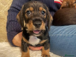 Dachshund dogs Tekel (wire haired dachshund) READY TO GO NOW - Advert 13