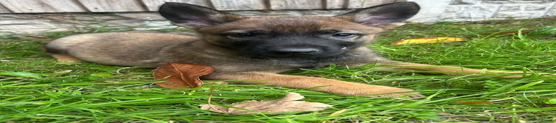 German Shepherd Puppy 2