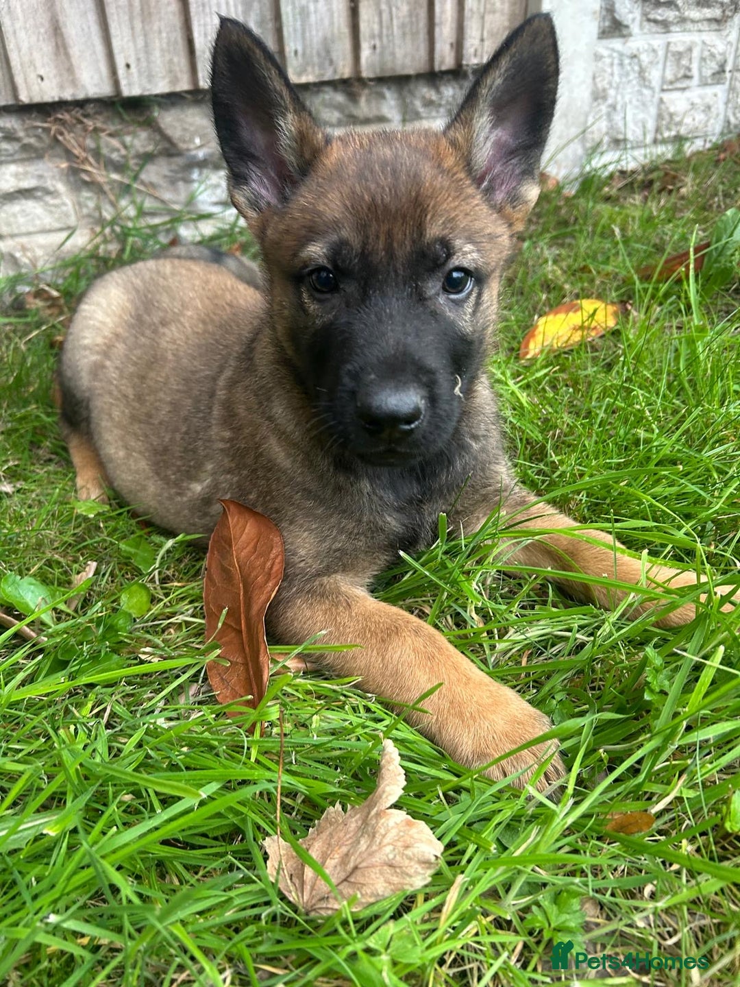 German Shepherd dogs for sale: Quality German Shepherd Cross Puppies  - Image 2