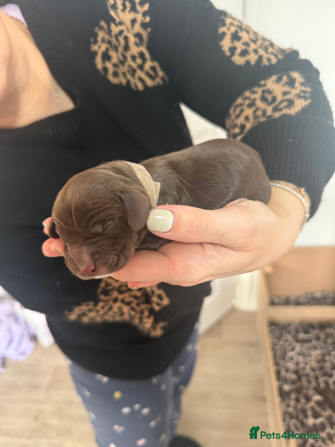 Cocker Spaniel dogs for sale: 6 beautiful Cocker Spaniel puppies.  - Advert 24