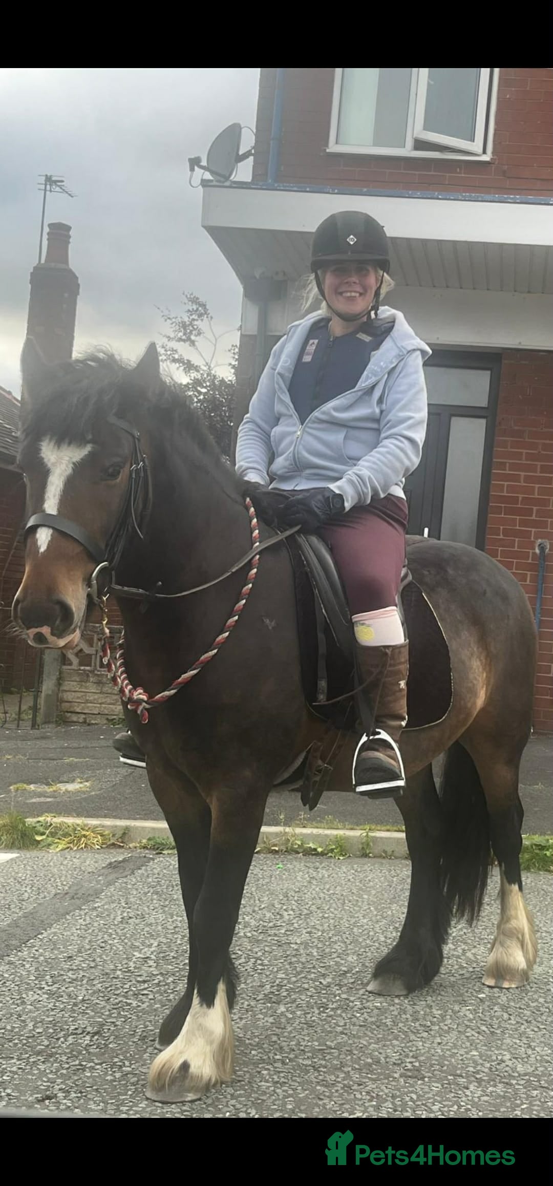 Welsh Section D horses for sale: Apollo, 3 year old gelding - Advert 12