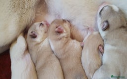 Siberian Husky dogs for sale: New Litter, experienced breeder - Advert 2