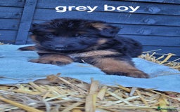 German Shepherd dogs for sale: German shepherd puppies  - Image 17