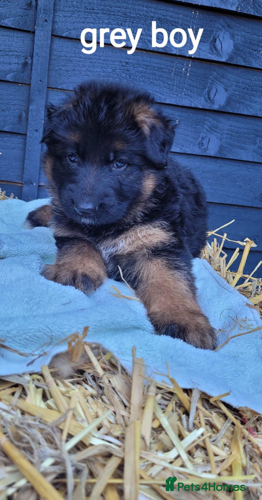 German Shepherd dogs for sale: German shepherd puppies  - Image 17