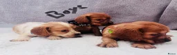 Cocker Spaniel dogs for sale: Cocker spaniel - Advert 4