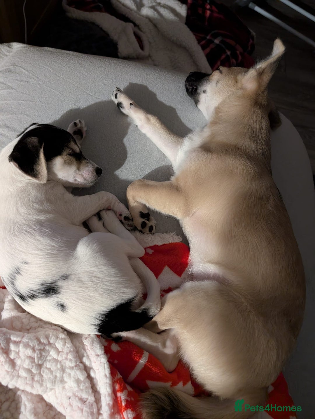 Chorkie dogs for sale: Gorgeous, little chorkie girl  - Image 4