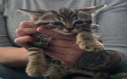 Mixed Breed cats for sale: Kittens  - Image 12