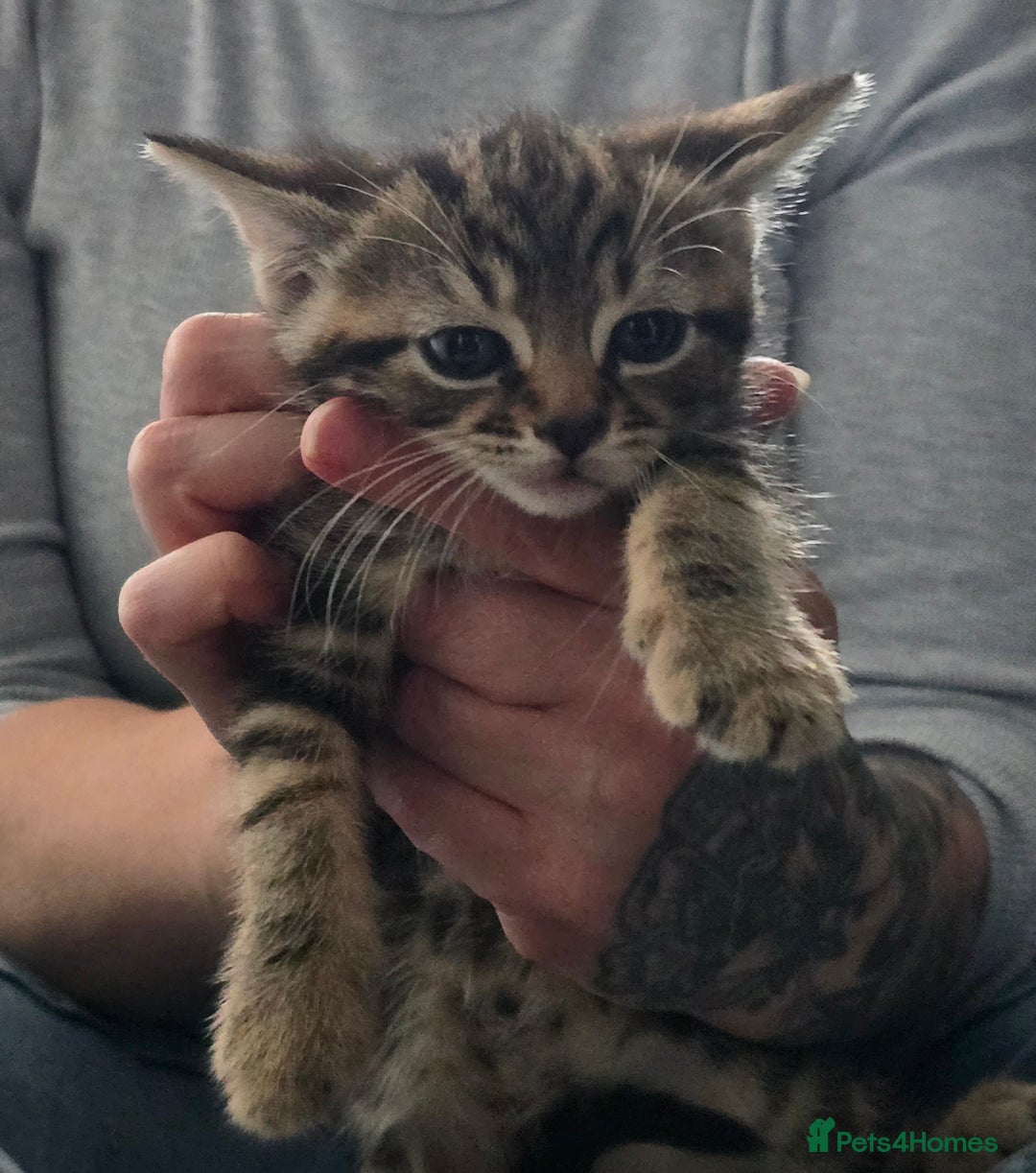 Mixed Breed cats for sale: Kittens  - Image 12