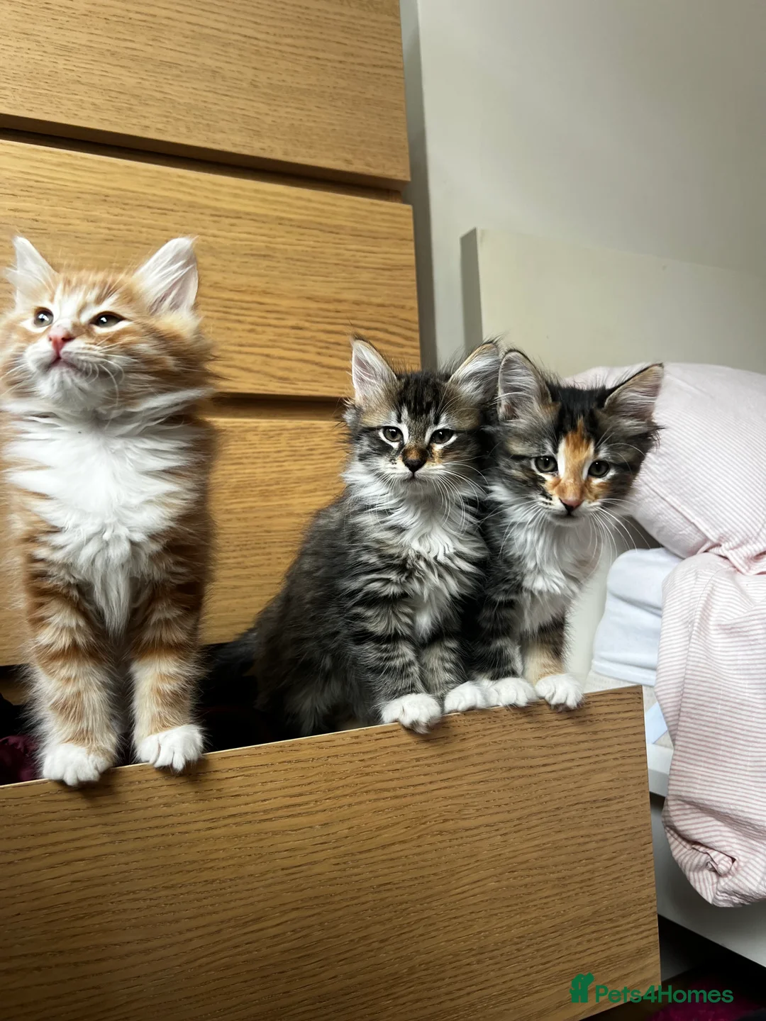 Siberian cats for sale: Beautiful Siberian mix kittens  - Advert 4