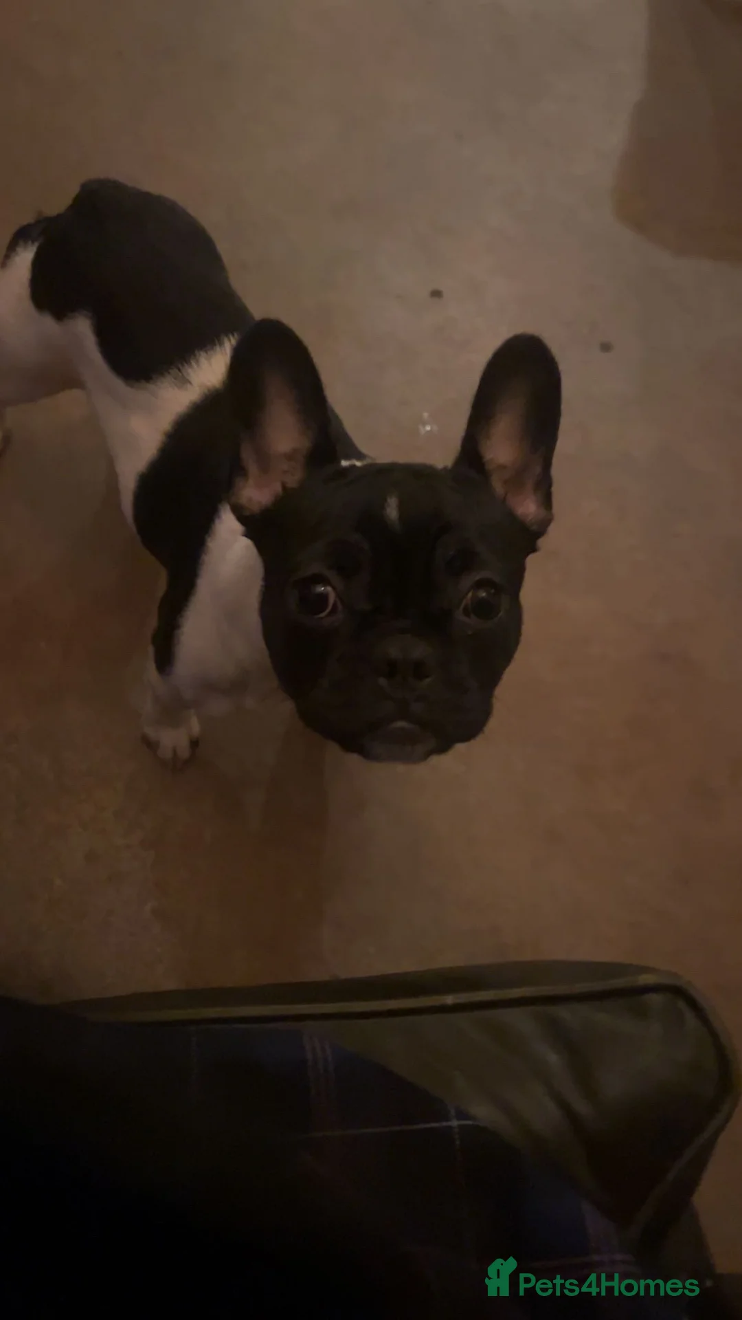 French Bulldog dogs for sale: Beautiful frenchy  in Mayfield - Advert 1