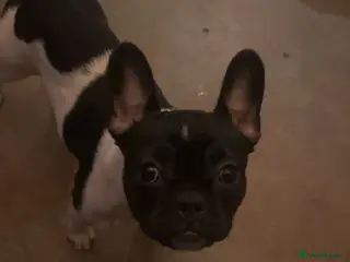 French Bulldog dogs Beautiful frenchy in Mayfield - Advert 1