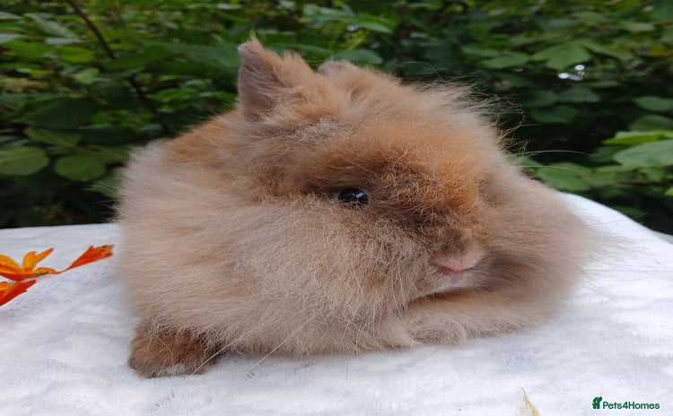Lionhead rabbits - Advert 2