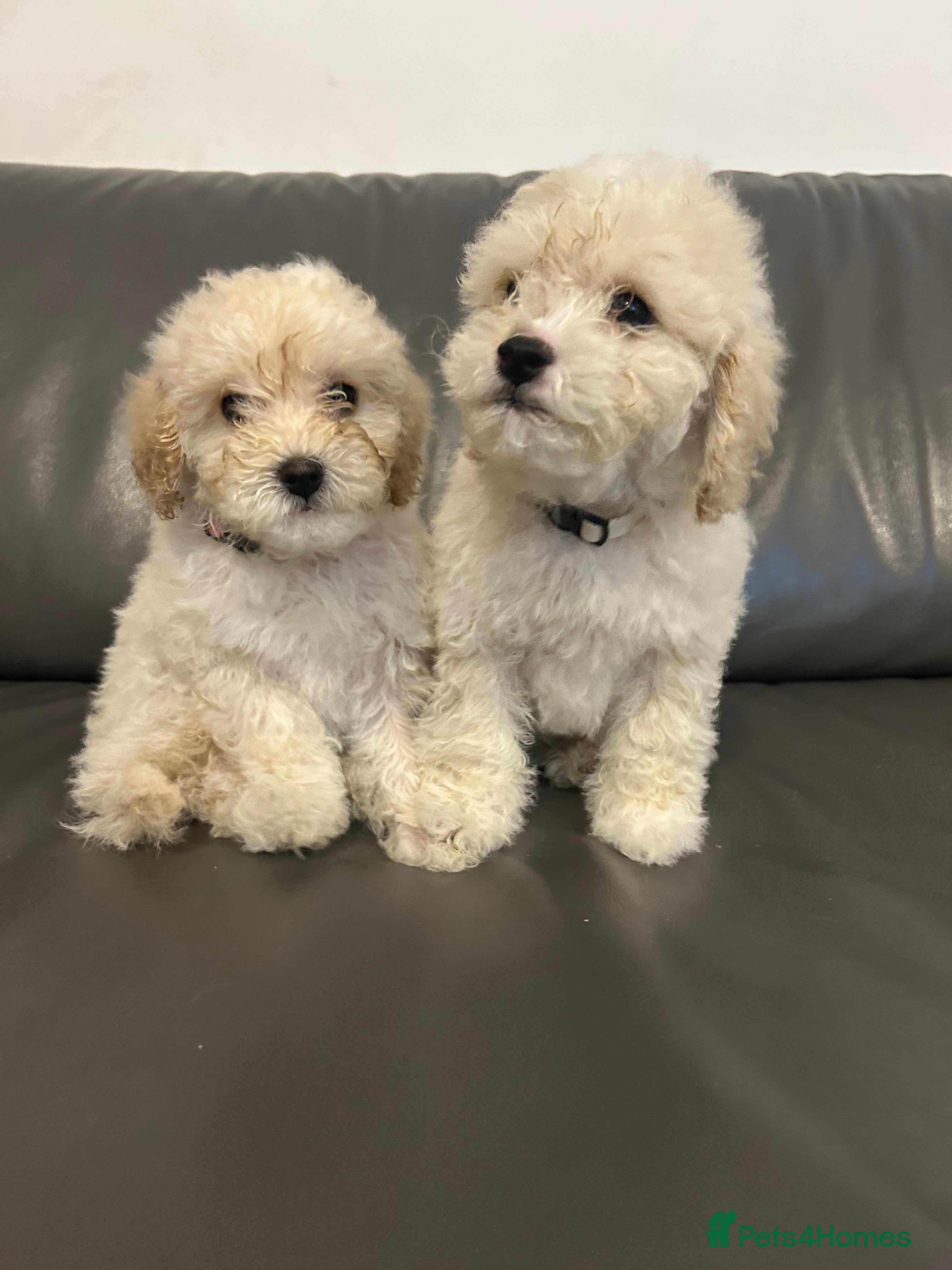 Cavapoochon dogs 2 last remaining cavapoochon pups ready too go - Advert 4