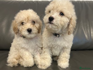 Cavapoochon dogs 2 last remaining cavapoochon pups ready too go - Advert 4