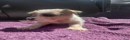 Jack Russell dogs for sale: Jack Russell puppies, full pedigree  - Advert 17