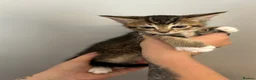 Abyssinian cats for sale: STUNNING ABYSSINIAN MIXED BABIES NEEDING HOMES  - Advert 6