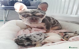 French Bulldog dogs for sale: French bulldog , merle, platinum, fluffy carriers. - Image 9