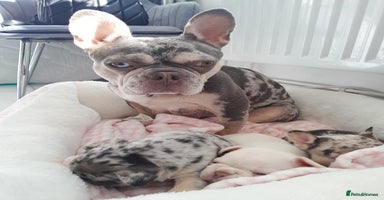 French Bulldog dogs - Advert 3