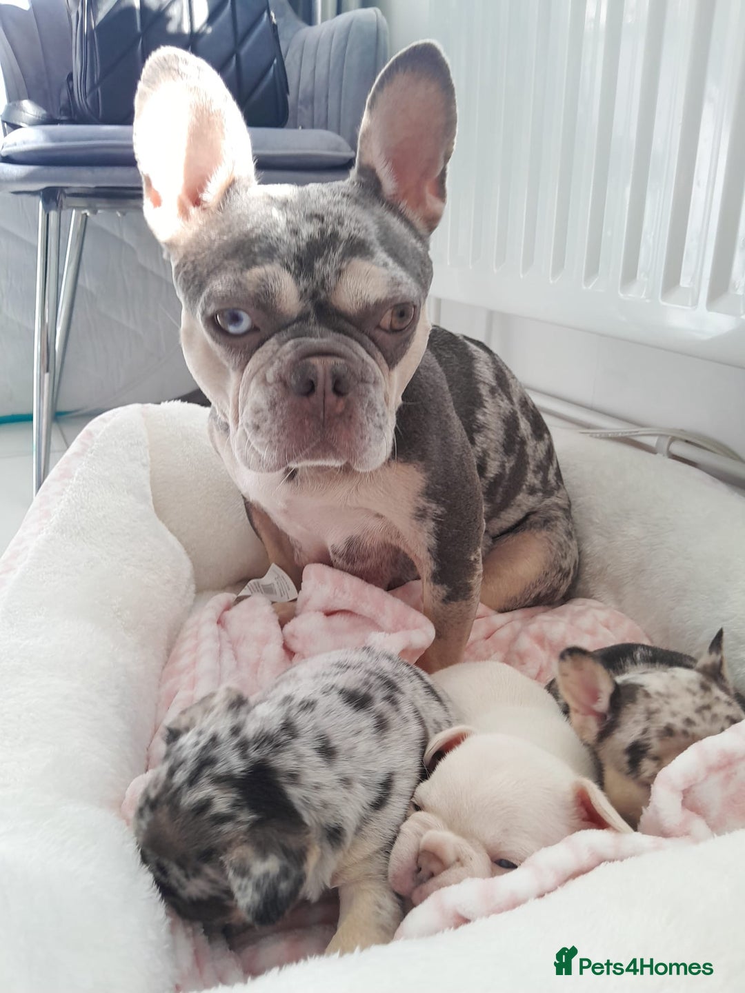French Bulldog dogs for sale: French bulldog , merle, platinum, fluffy carriers. - Image 9