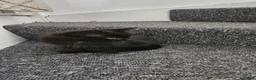Mixed Breed cats for sale: 10 adorable kittens - Advert 18