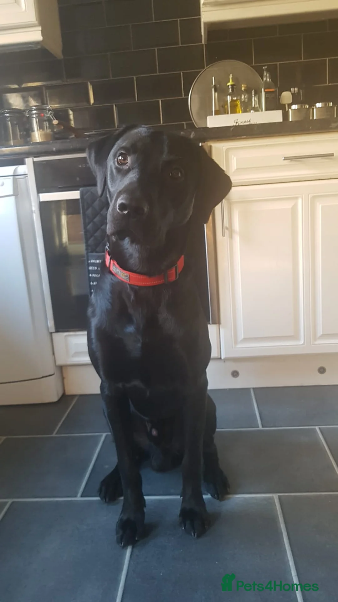 Labrador Retriever dogs for stud: Health tested Labrador retriever proven stud in Kirkliston - Advert 10