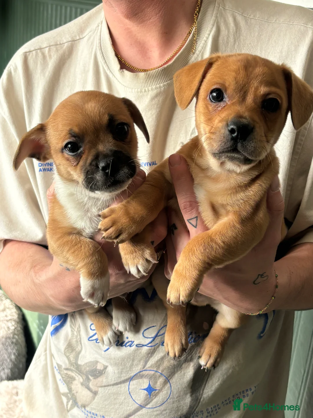 Mixed Breed dogs for sale: READY TO GO - JRT x Chihuahua x Frenchie Pups in Rugeley - Advert 1