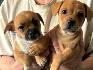 Mixed Breed dogs READY TO GO - JRT x Chihuahua x Frenchie Pups - Advert 1