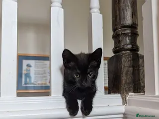 Mixed Breed cats Veronica's babies - Advert 4