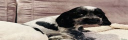 Cocker Spaniel dogs for sale: Beautiful English Cocker Spaniel Girl  - Advert 9
