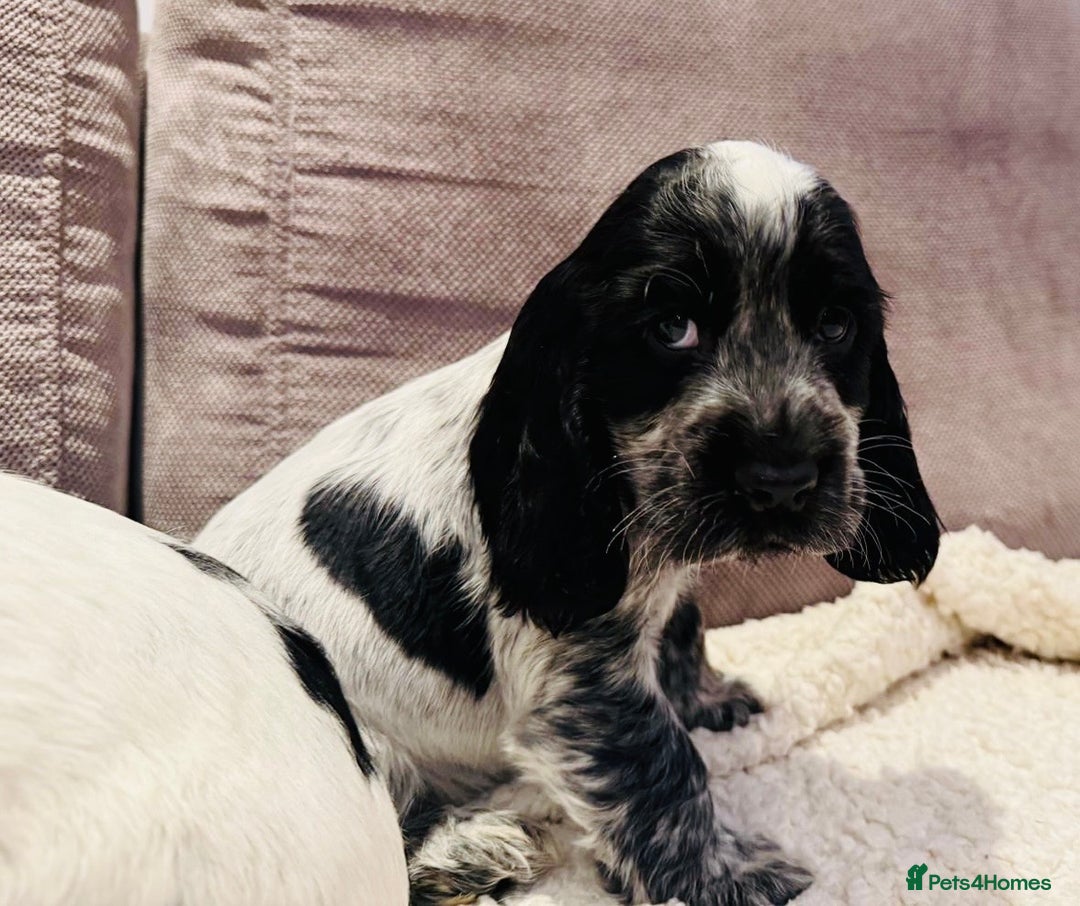 Cocker Spaniel dogs for sale: Beautiful English Cocker Spaniel Girl  - Advert 9