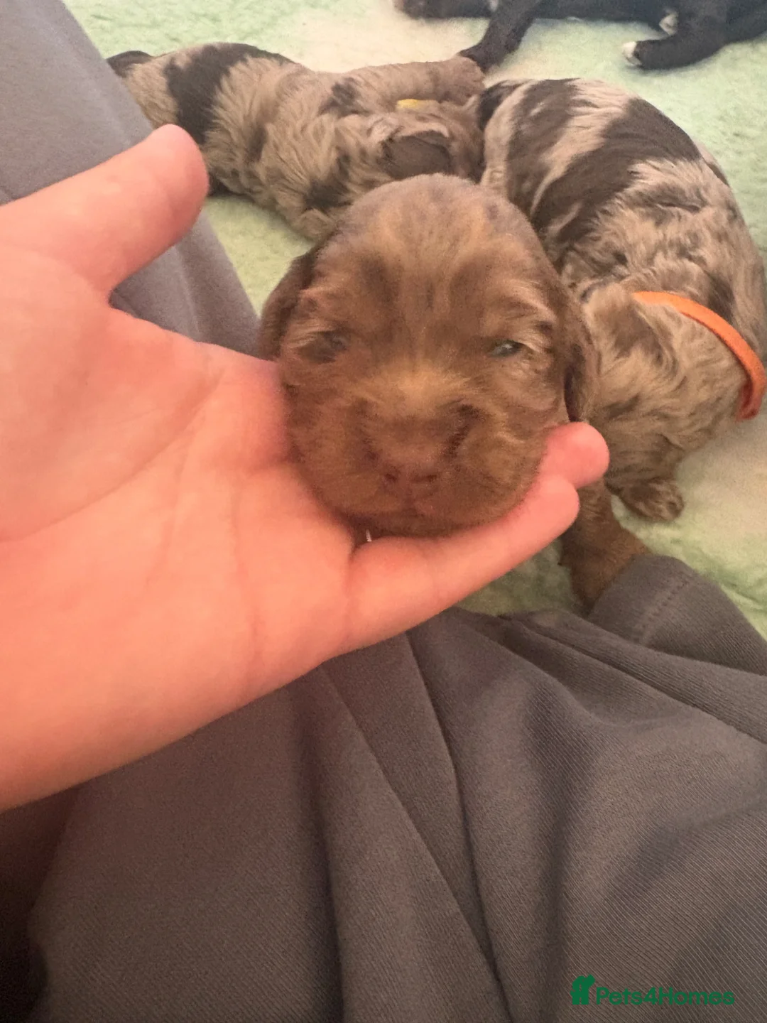 Cockapoo dogs for sale: Beautiful F1 cockapoos  - Advert 12