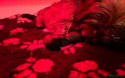 Mixed Breed dogs for sale: F1 dameranians  - Image 8