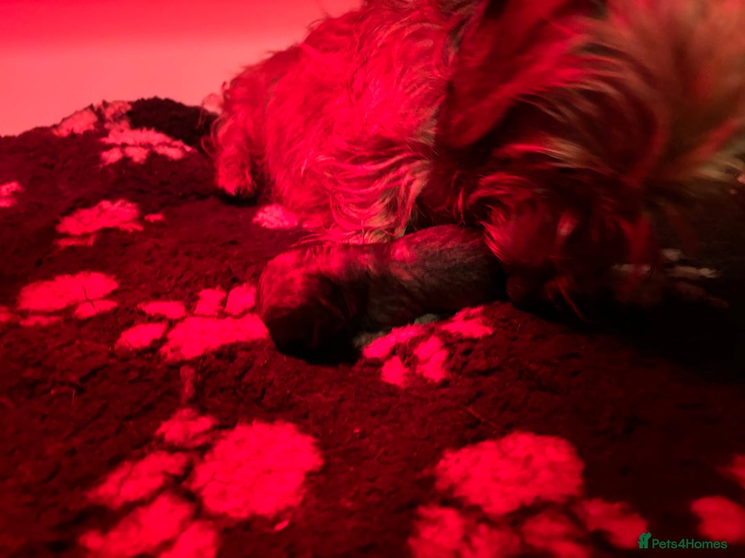 Mixed Breed dogs for sale: F1 dameranians  - Image 8