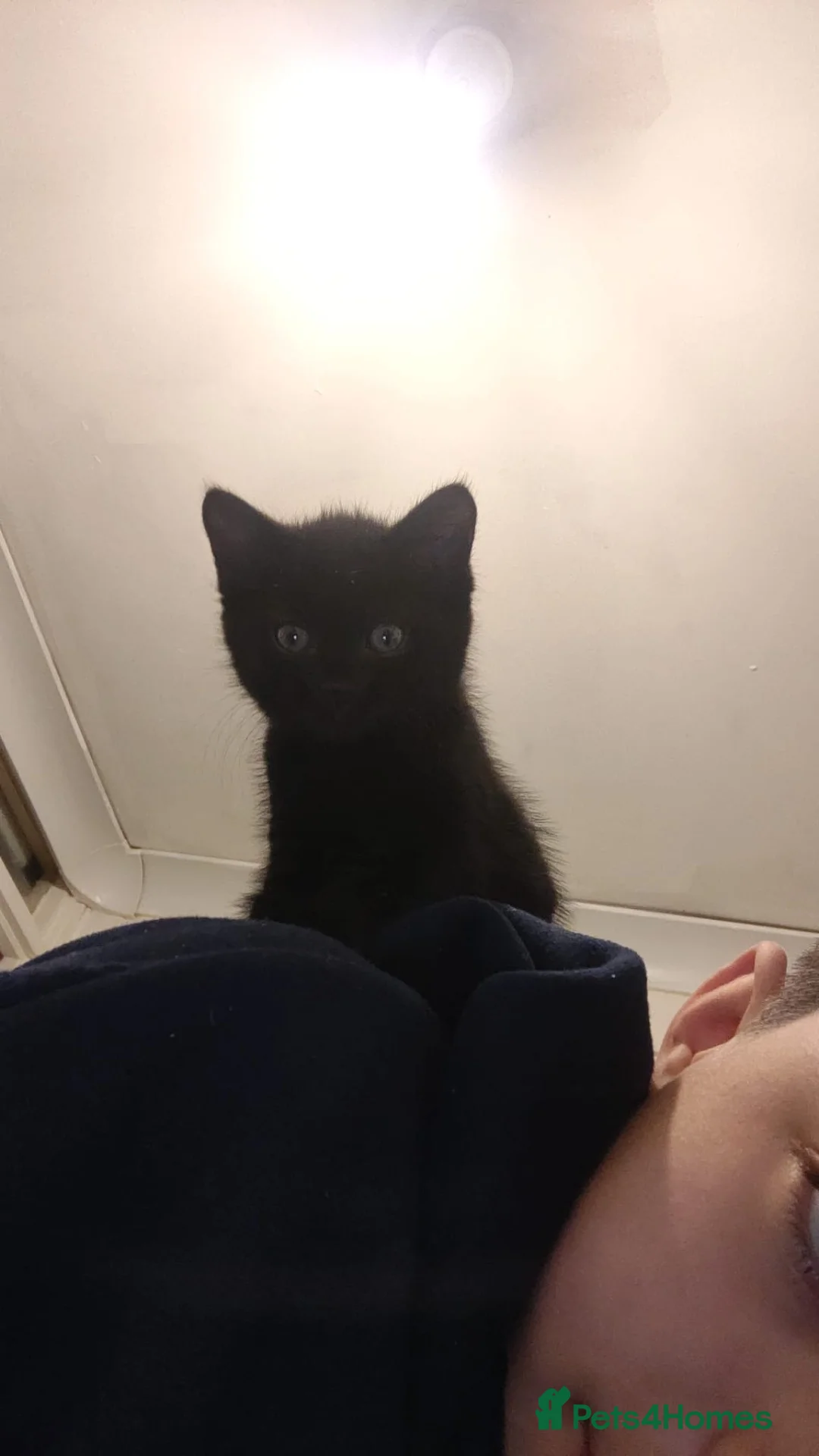 Mixed Breed cats for sale: 1 fluffy black kitten for sale £40 - Advert 5