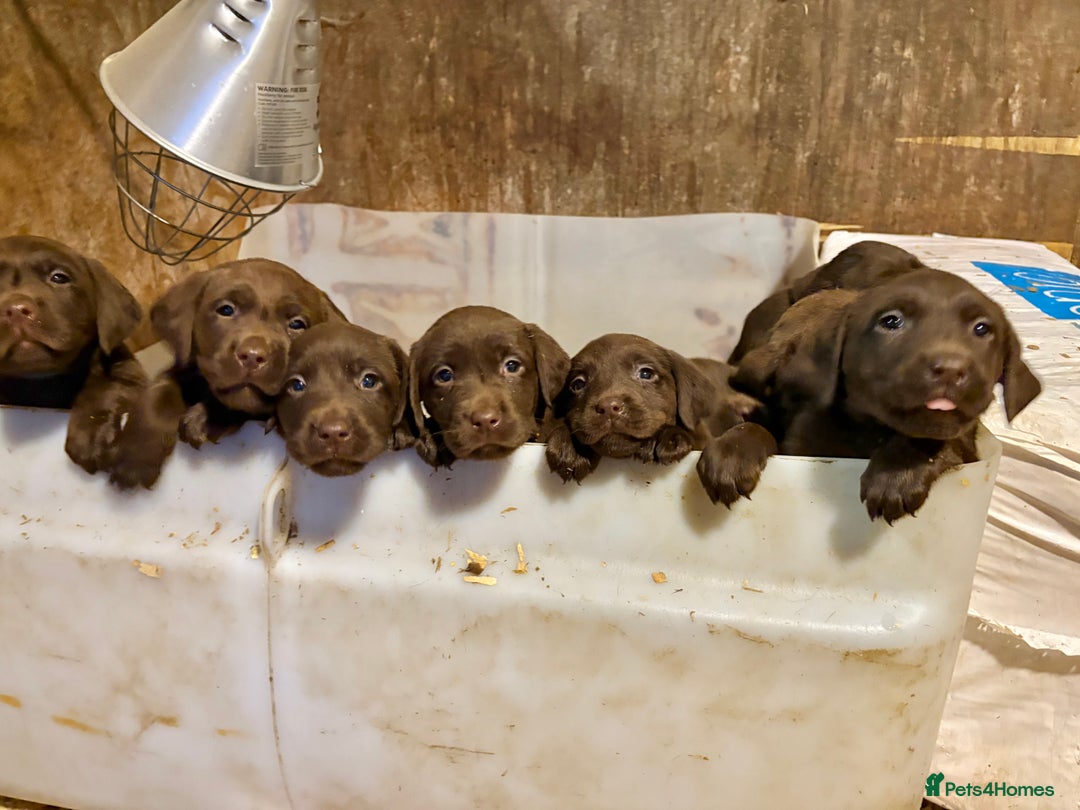 Labrador Retriever dogs for sale: Chocolate Labrador pups  - Image 1