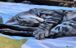 Bengal cats for sale: Sensational Silver Bengal boy requires new family  - Image 20