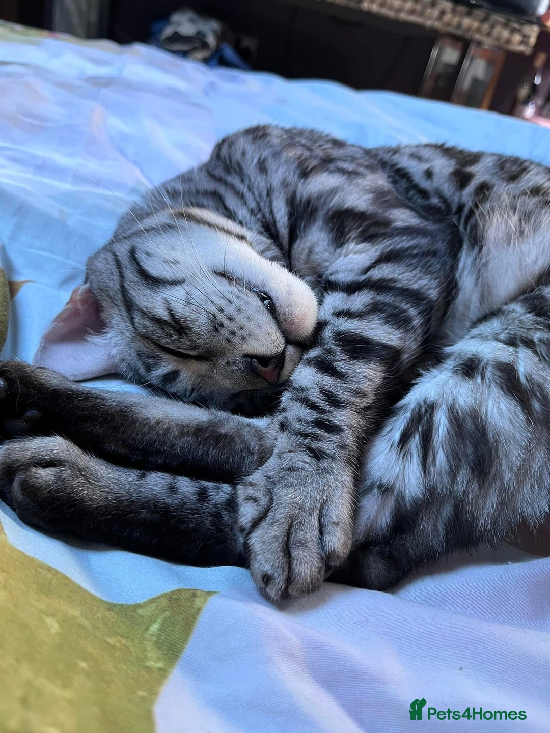 Bengal cats for sale: Sensational Silver Bengal boy requires new family  - Image 20