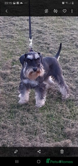 Miniature Schnauzer dogs Beautiful black and silver boy for stud in Stanley - Advert 4