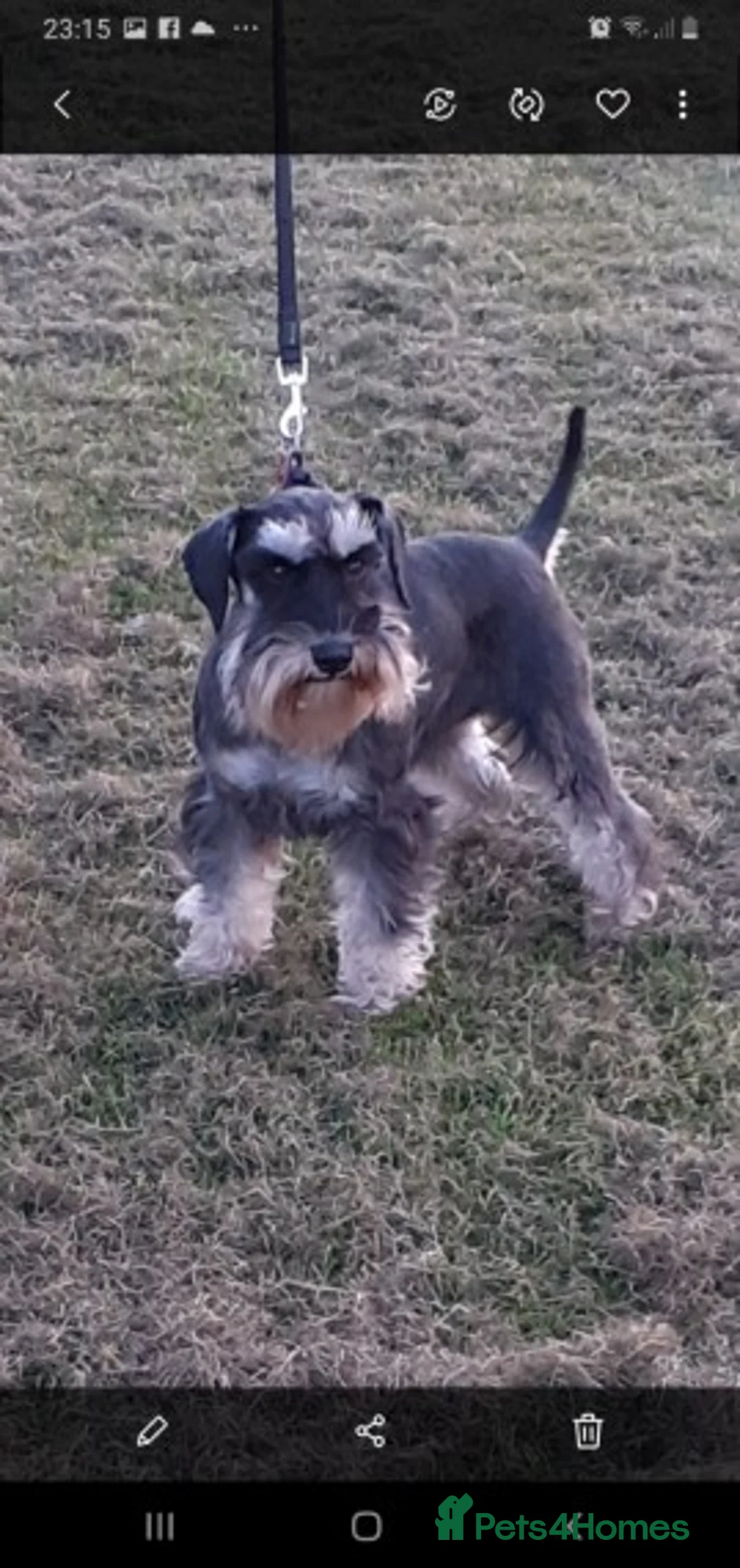 Miniature Schnauzer dogs for stud: Beautiful black and silver boy for stud in Stanley - Advert 1
