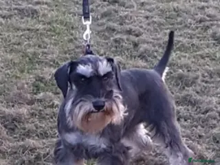 Miniature Schnauzer dogs Beautiful black and silver boy for stud in Stanley - Advert 3