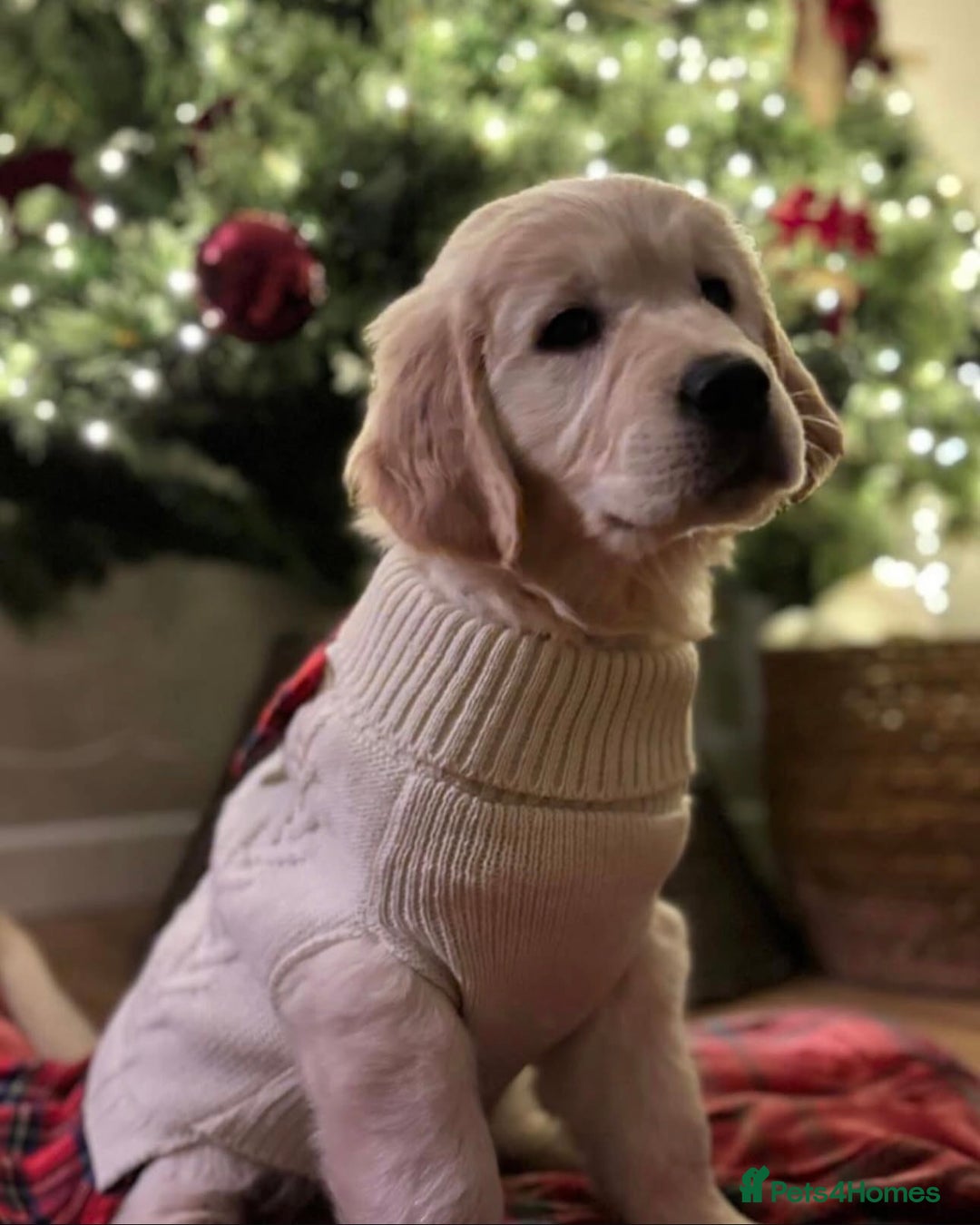 Golden Retriever dogs for sale: Exceptional Big kc puppies (licensed breeder) ⭐  - Image 5