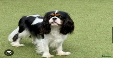 Cavalier King Charles Spaniel dogs ✨👑KC Registered CKCS Puppies Champion sired - Advert 15