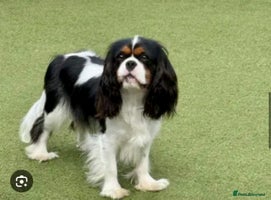 Cavalier King Charles Spaniel dogs ✨👑KC Registered CKCS Puppies Champion sired - Advert 15