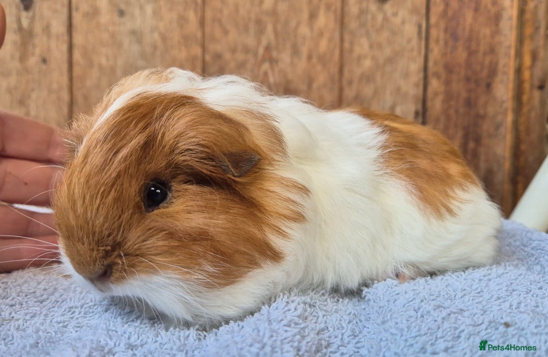 Guinea Pig rodents for sale: sheltie babys - Image 4