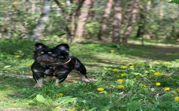 French Bulldog dogs for stud: PROVEN STUD Louis Isabella, Rojo Visual Fluffy in London - Advert 15