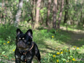 French Bulldog dogs PROVEN STUD Louis Isabella, Rojo Visual Fluffy in London - Advert 6