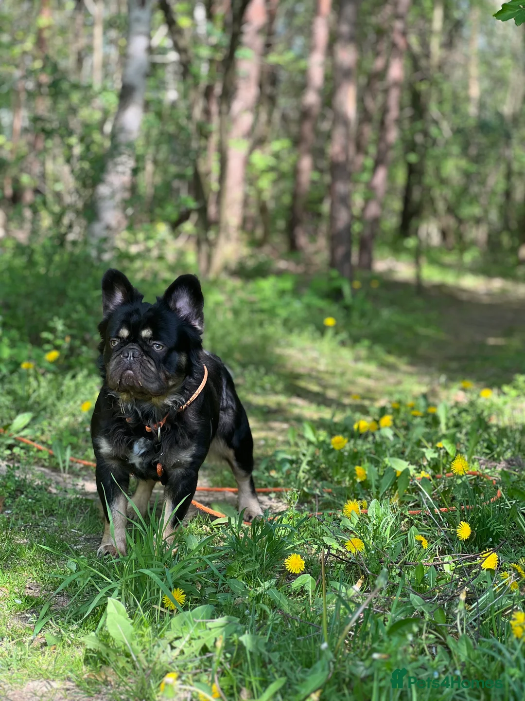 French Bulldog dogs for stud: PROVEN STUD Louis Isabella, Rojo Visual Fluffy - Advert 1
